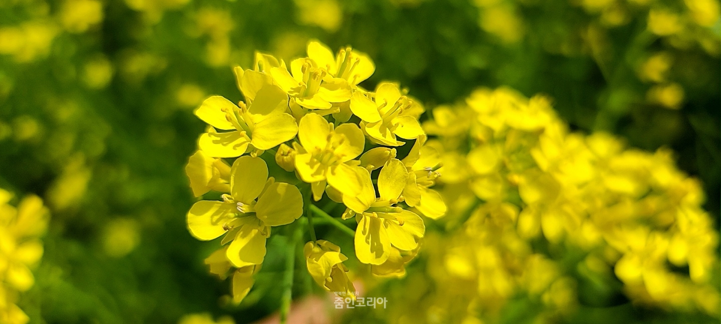 활짝 핀 유채꽃, 지금 단양은 노란물결로 가득~ < 전국 < 뉴스 < 기사본문 - 줌인코리아